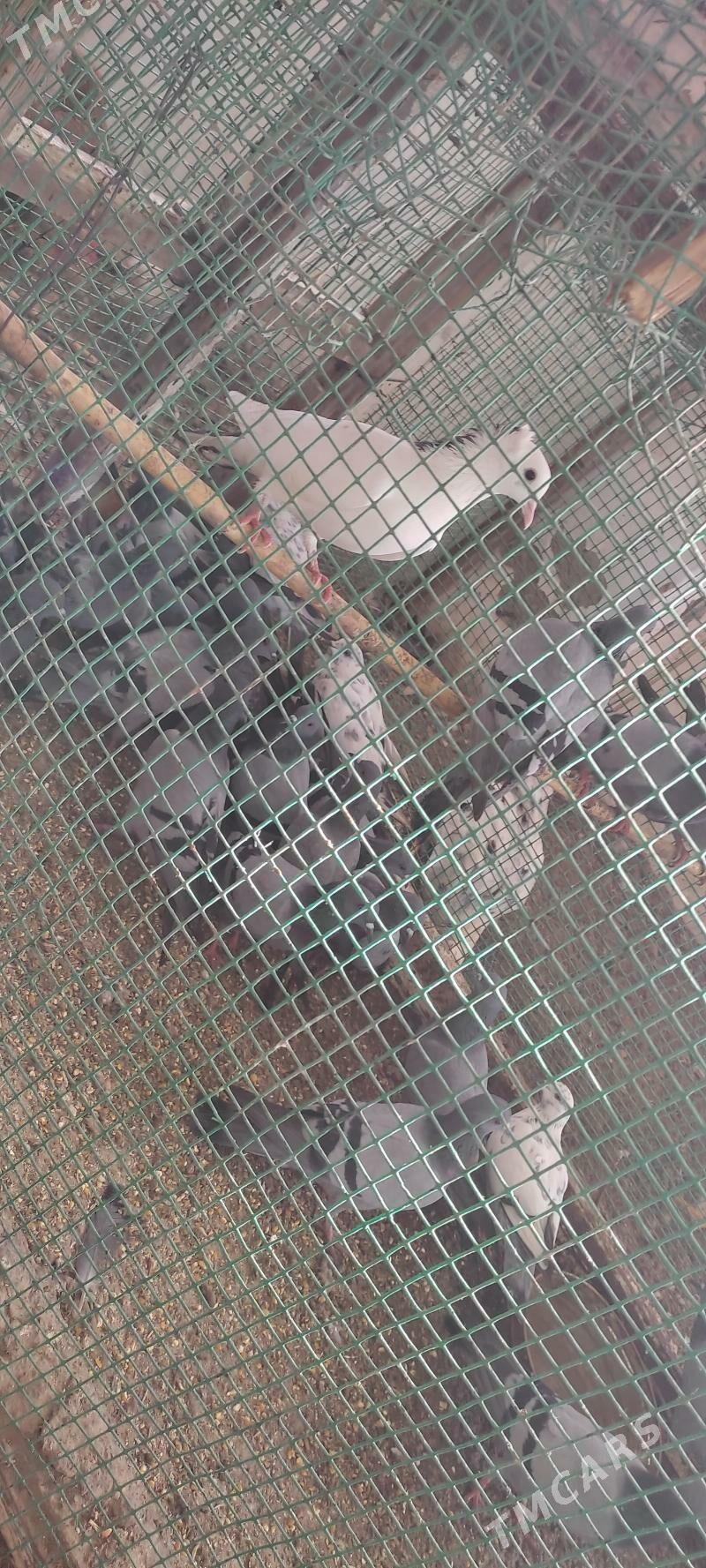 diki kepderler - Огуз хан - img 2