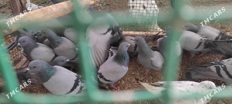 diki kepderler - Огуз хан - img 3