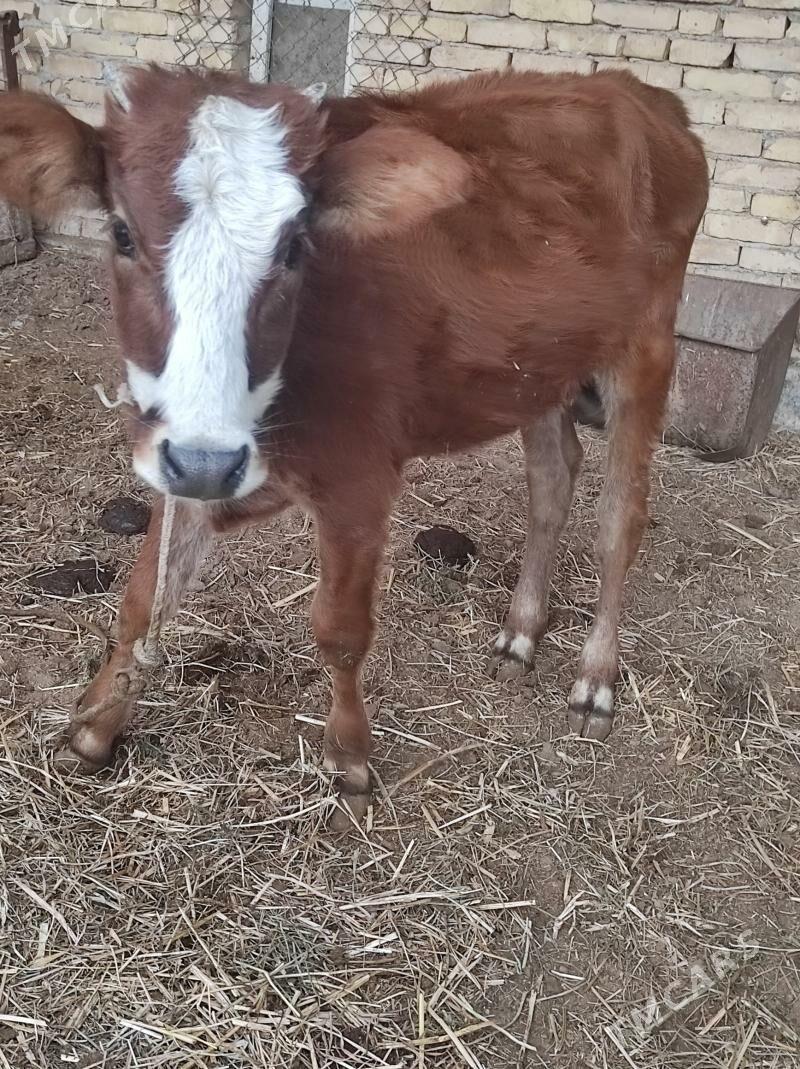 unajyn - Çärjew - img 3