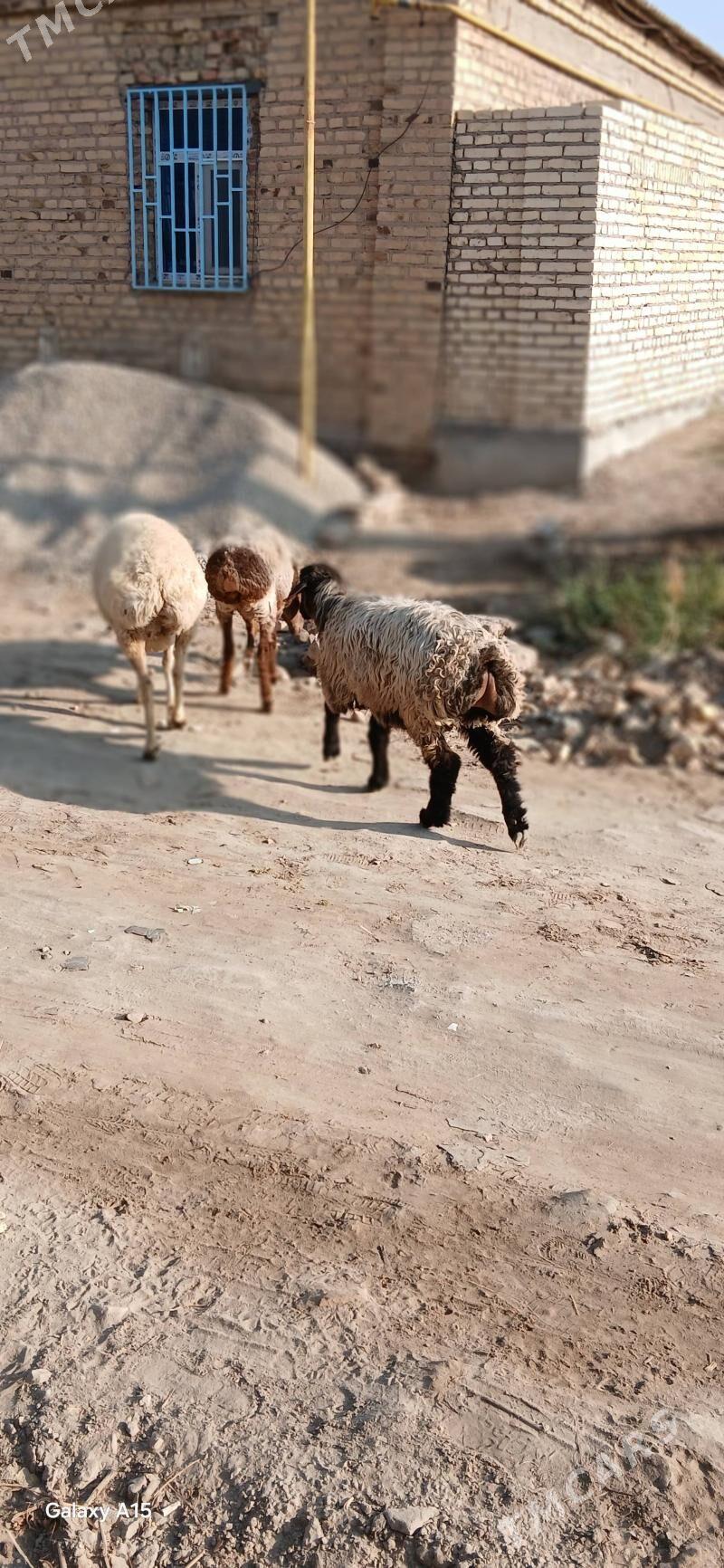 goyun - Türkmenabat - img 8