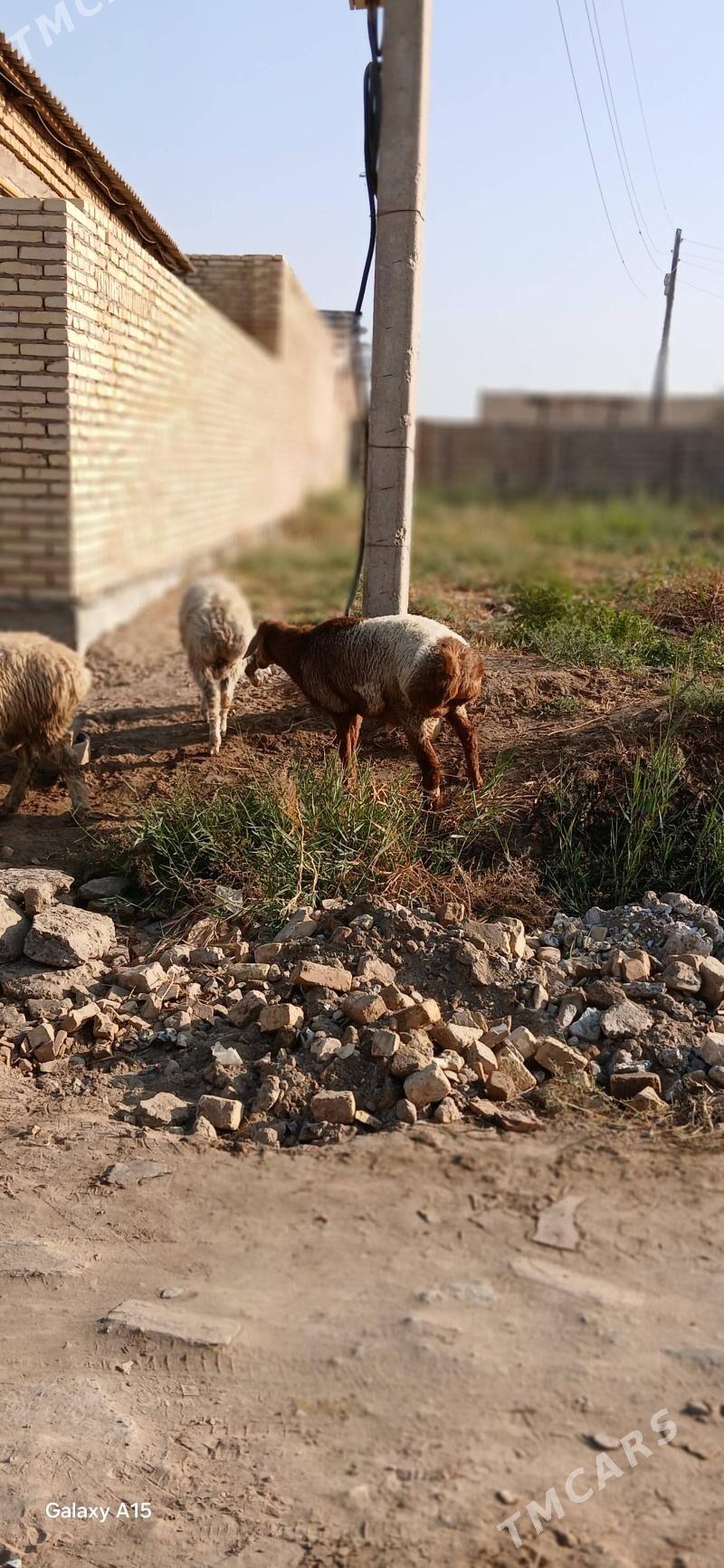 goyun - Türkmenabat - img 10