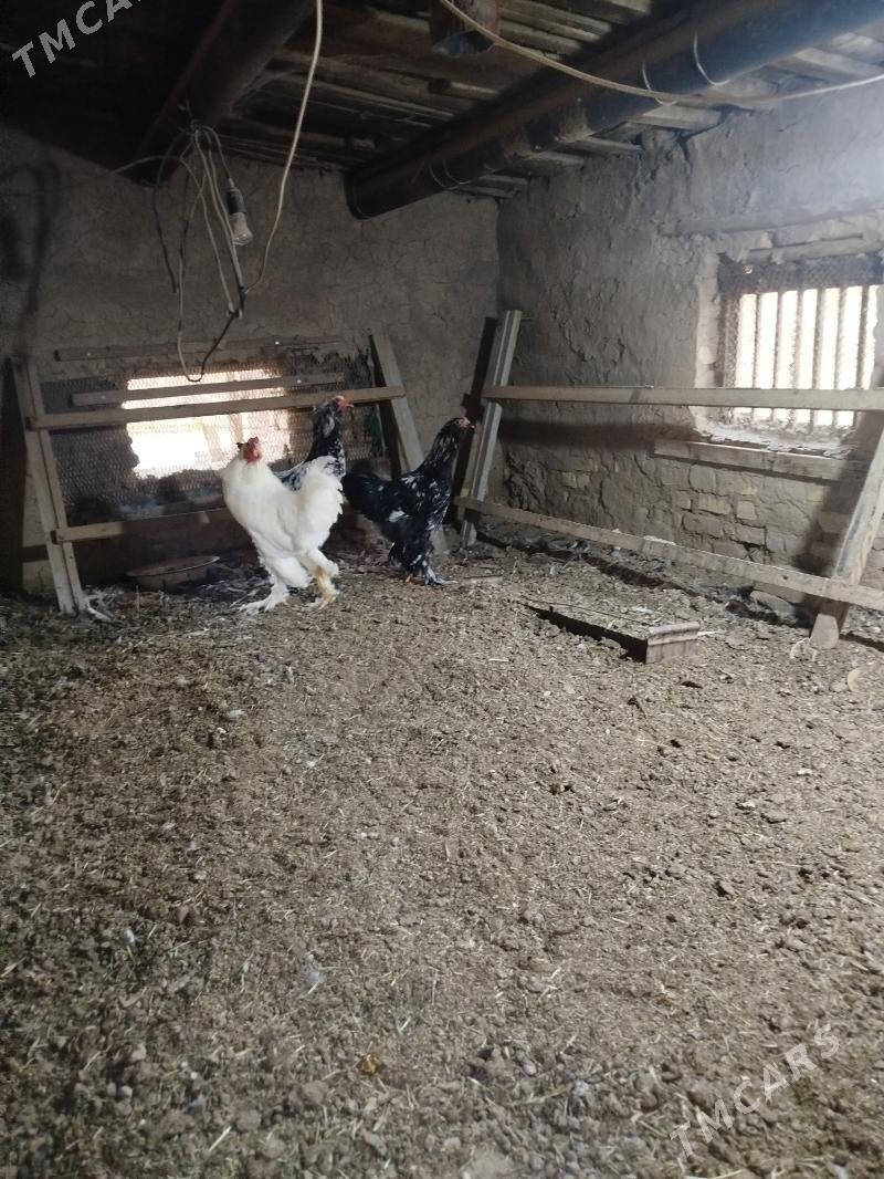 брама хораз - Мары - img 2