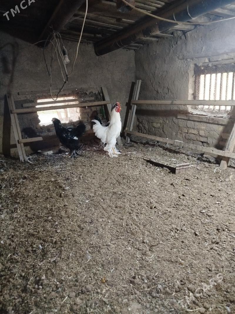 брама хораз - Мары - img 1