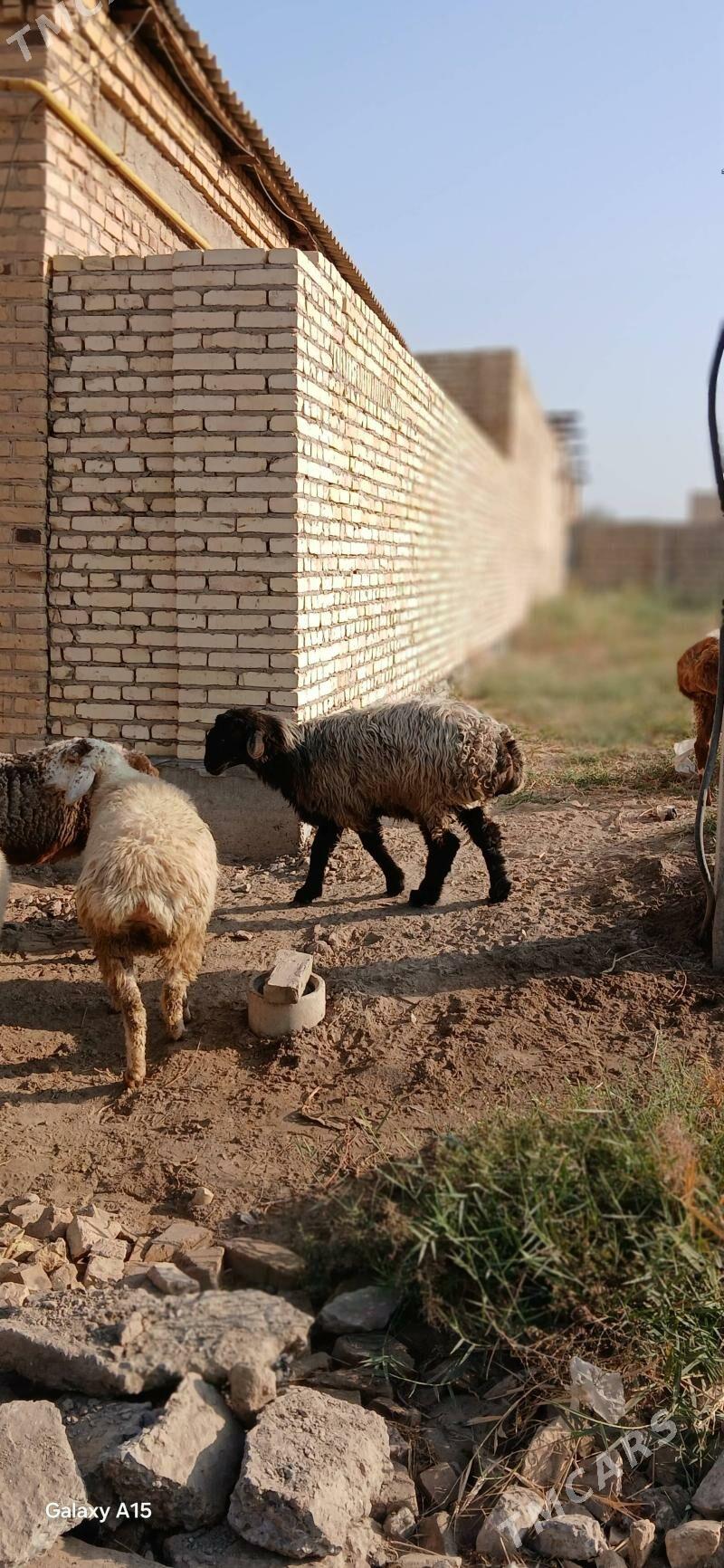 goyun - Türkmenabat - img 7