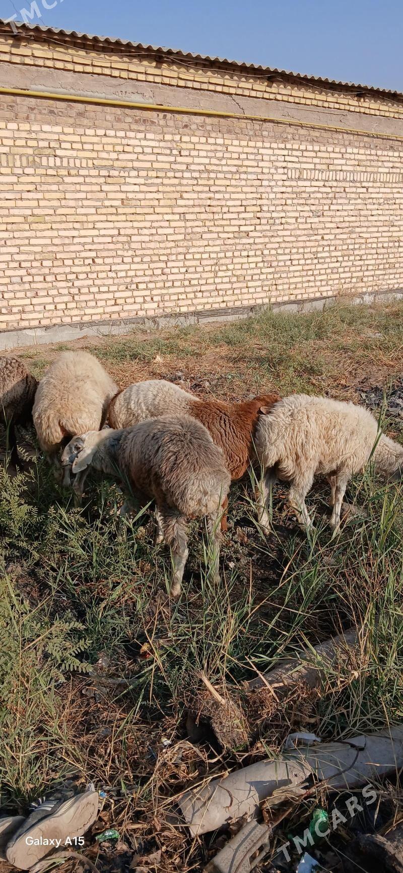 goyun - Türkmenabat - img 9