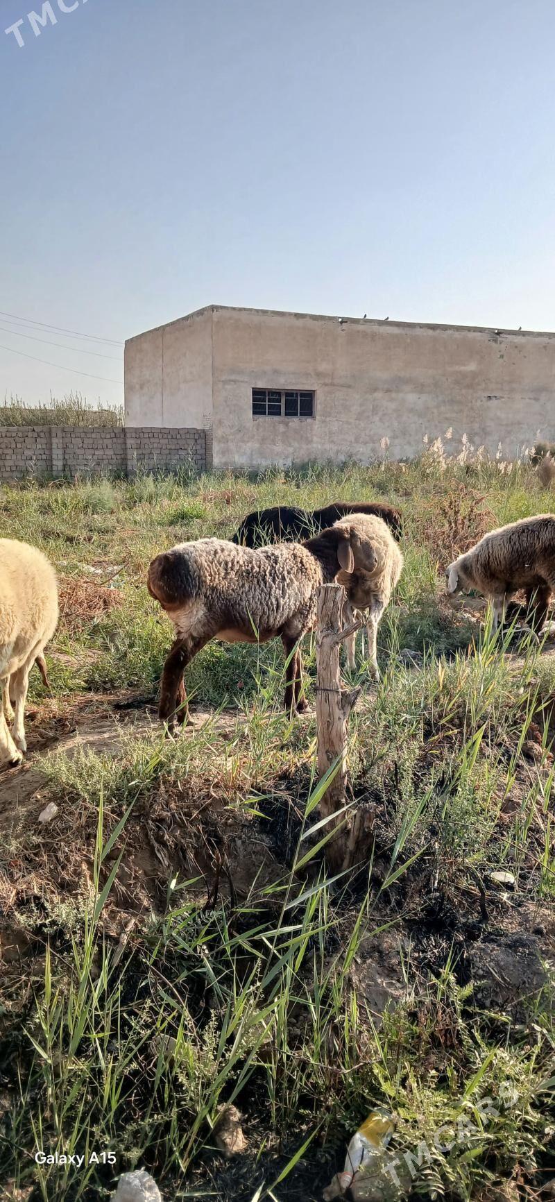 goyun - Türkmenabat - img 6