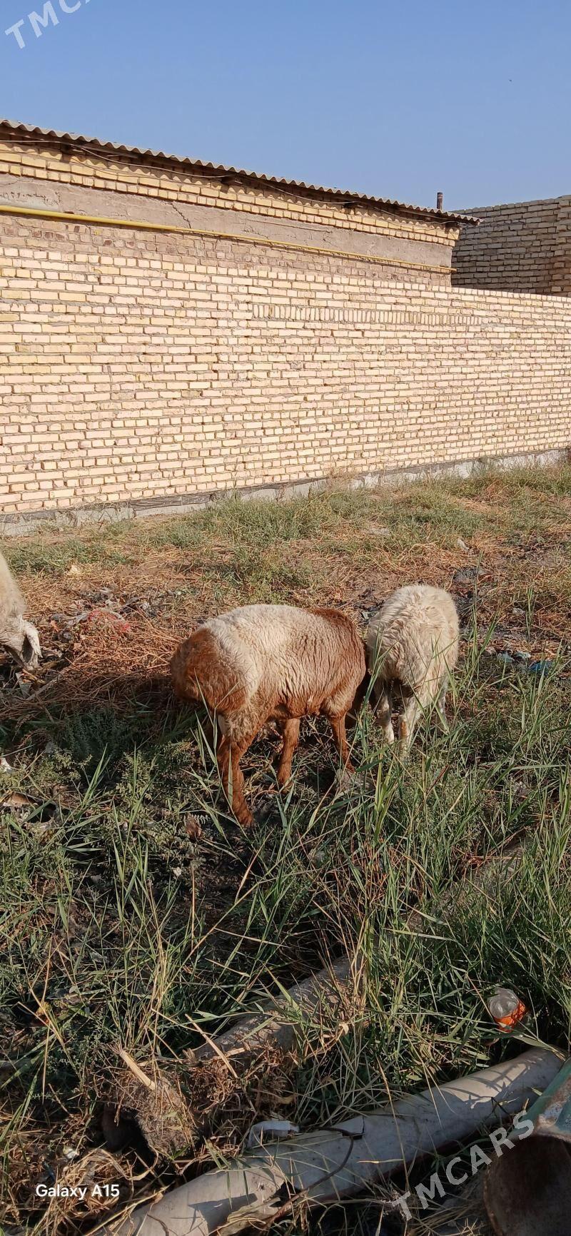 goyun - Türkmenabat - img 2