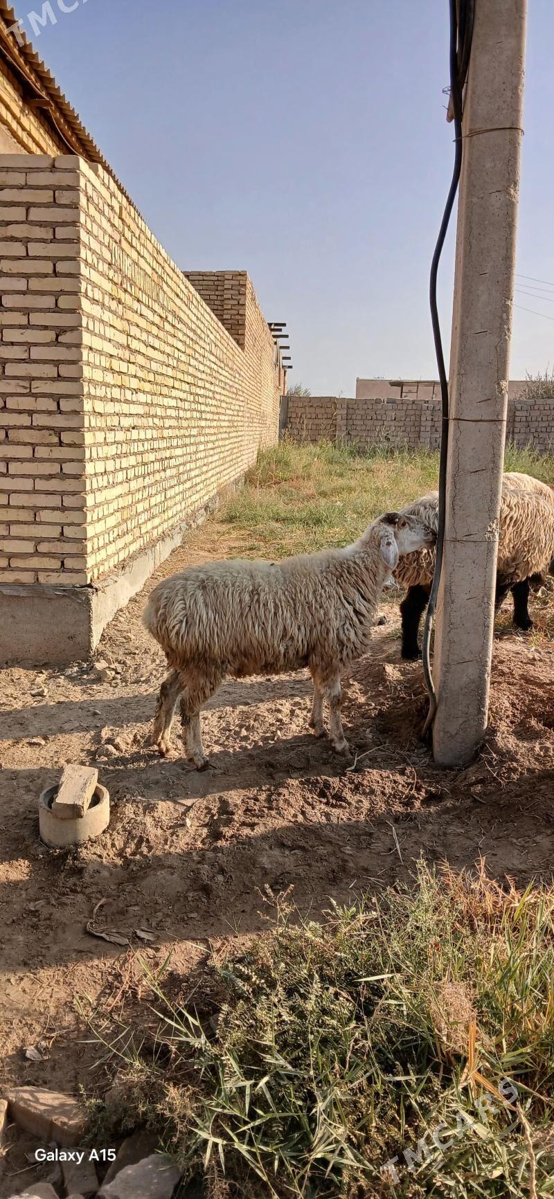 goyun - Türkmenabat - img 5