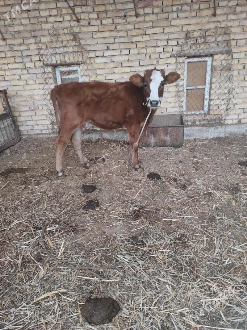 unajyn - Çärjew - img 2