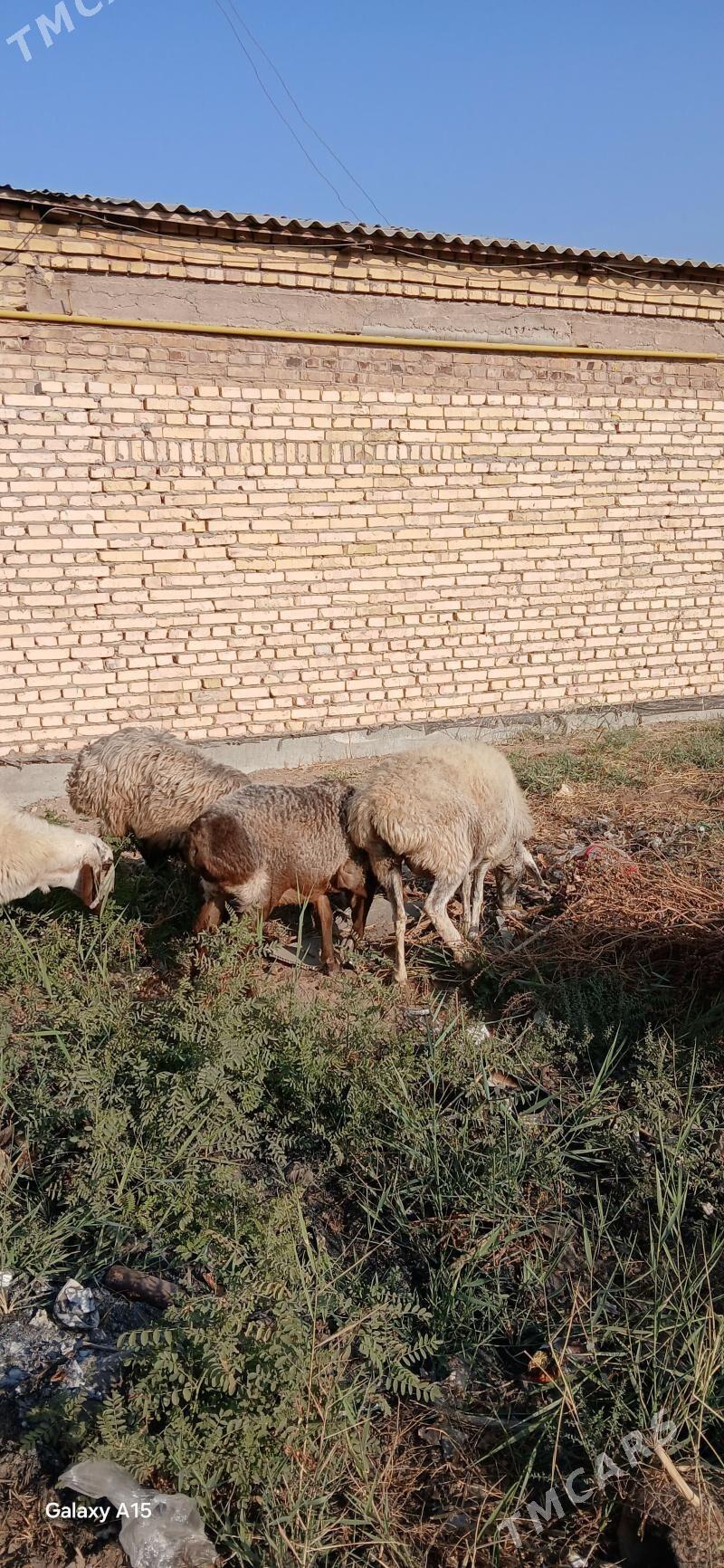 goyun - Türkmenabat - img 3