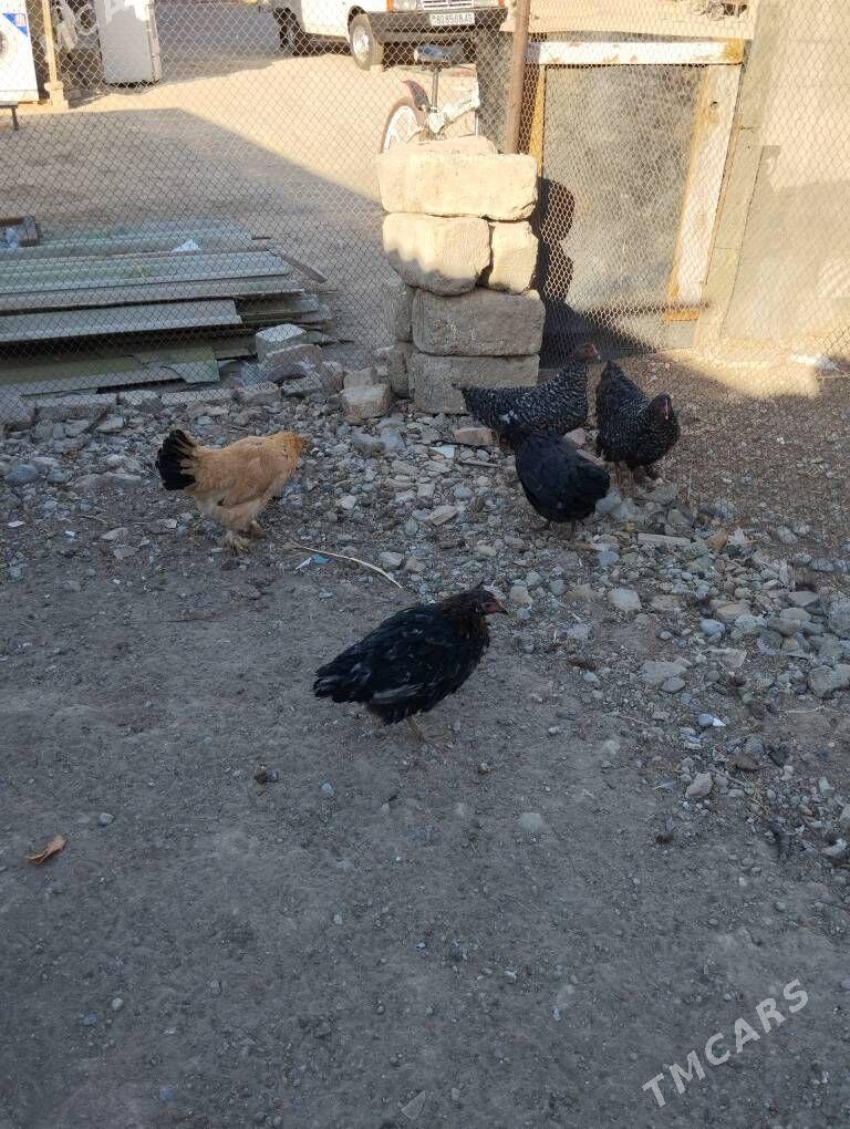 towuk - Гёкдже - img 3