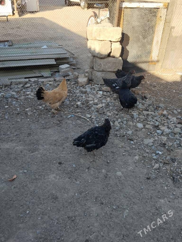 towuk - Гёкдже - img 2