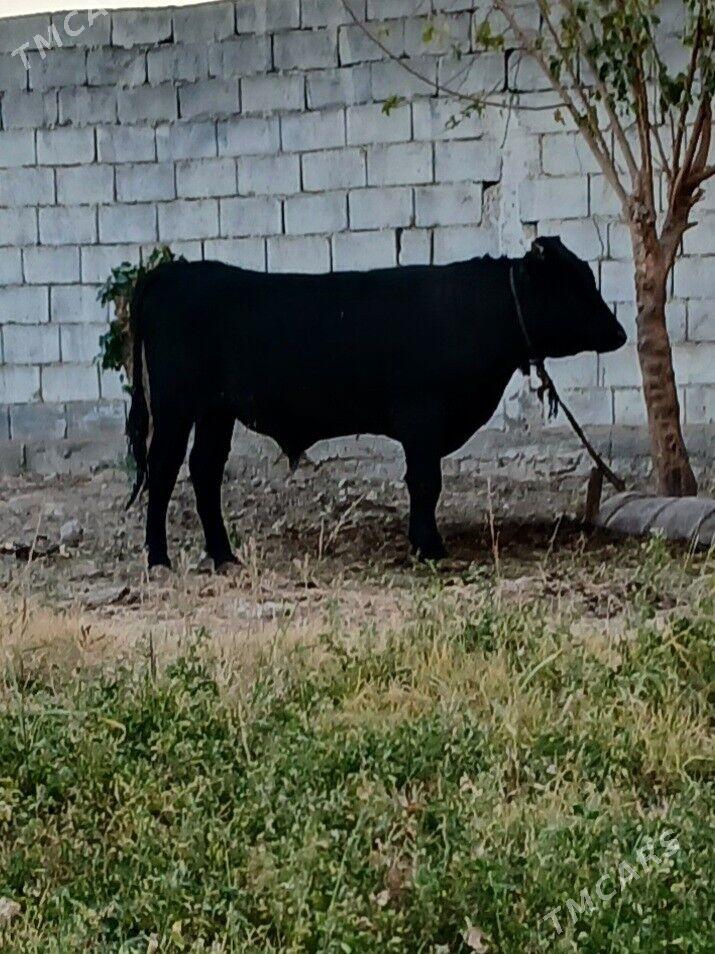 okuz - Гарадамак - img 3