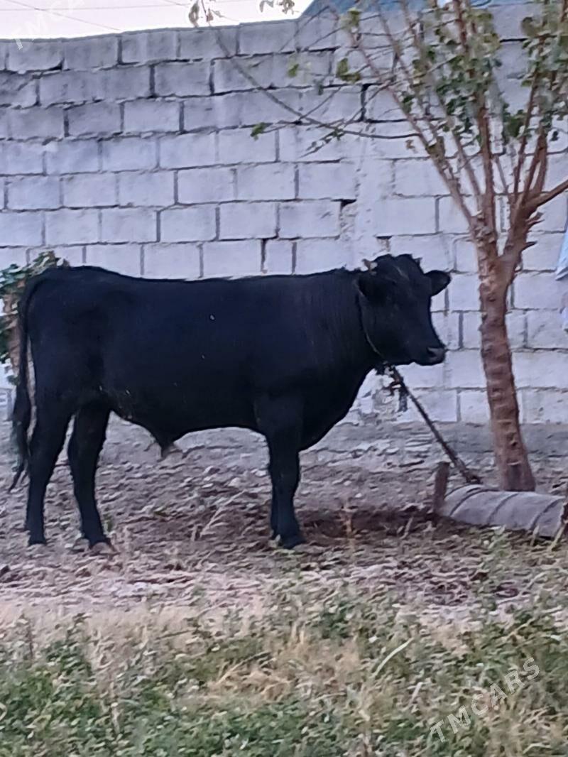 okuz - Гарадамак - img 2