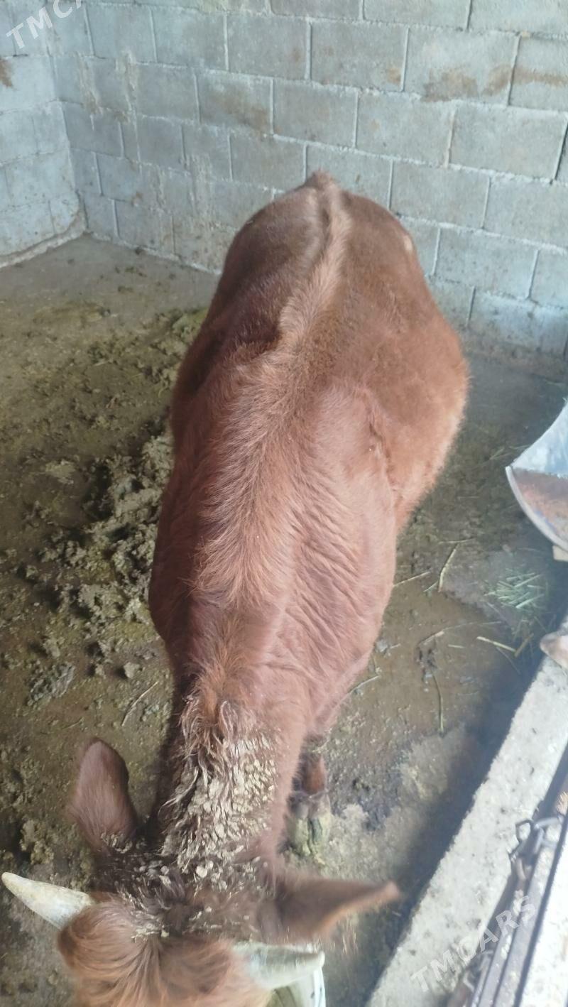 öküz - Bagyr - img 1