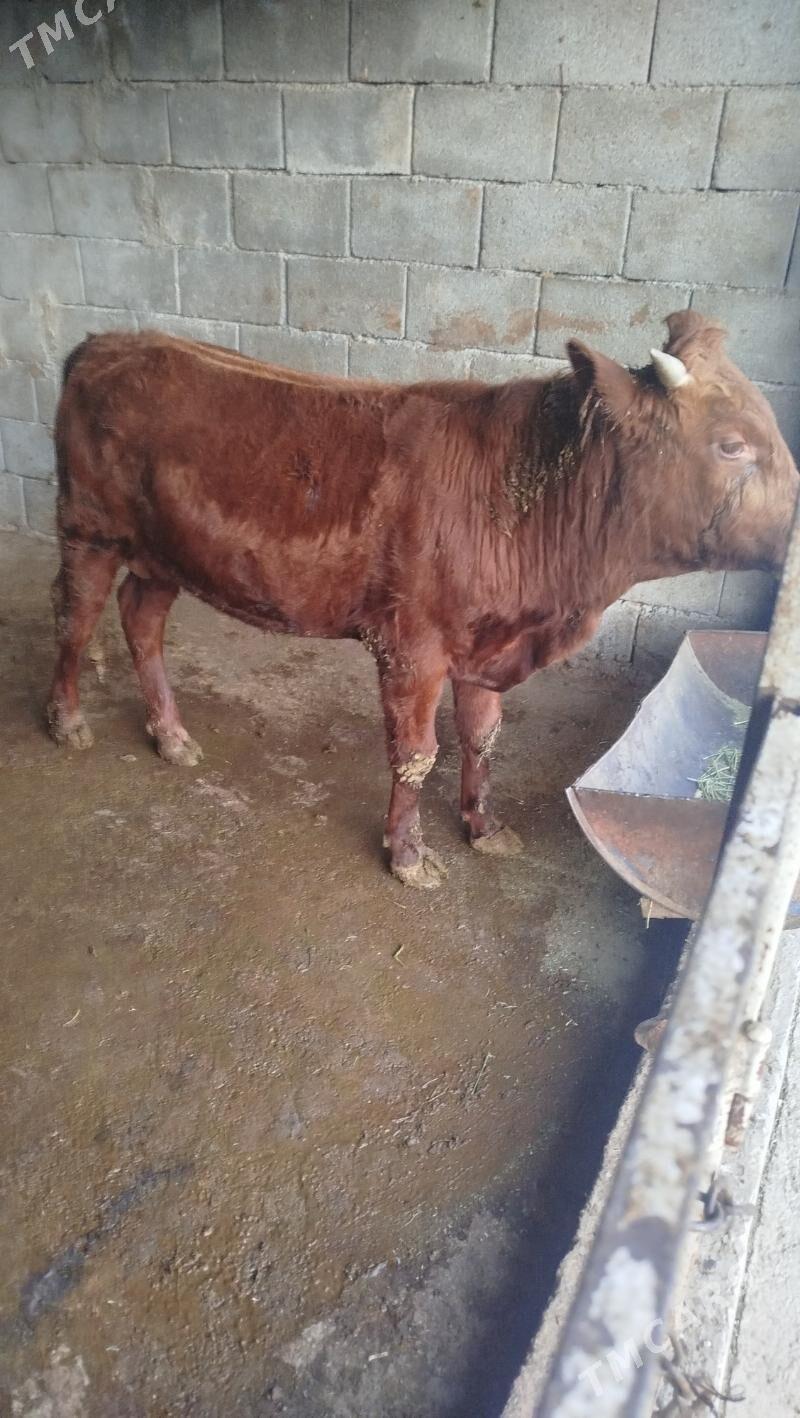 öküz - Bagyr - img 2