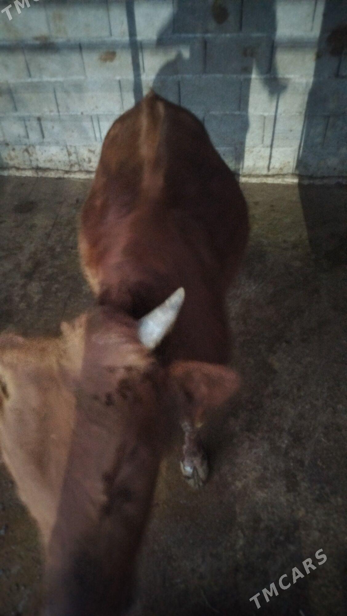 öküz - Bagyr - img 3