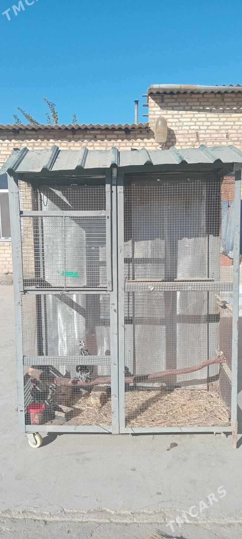 towuk ketek - Garadamak Şor - img 2