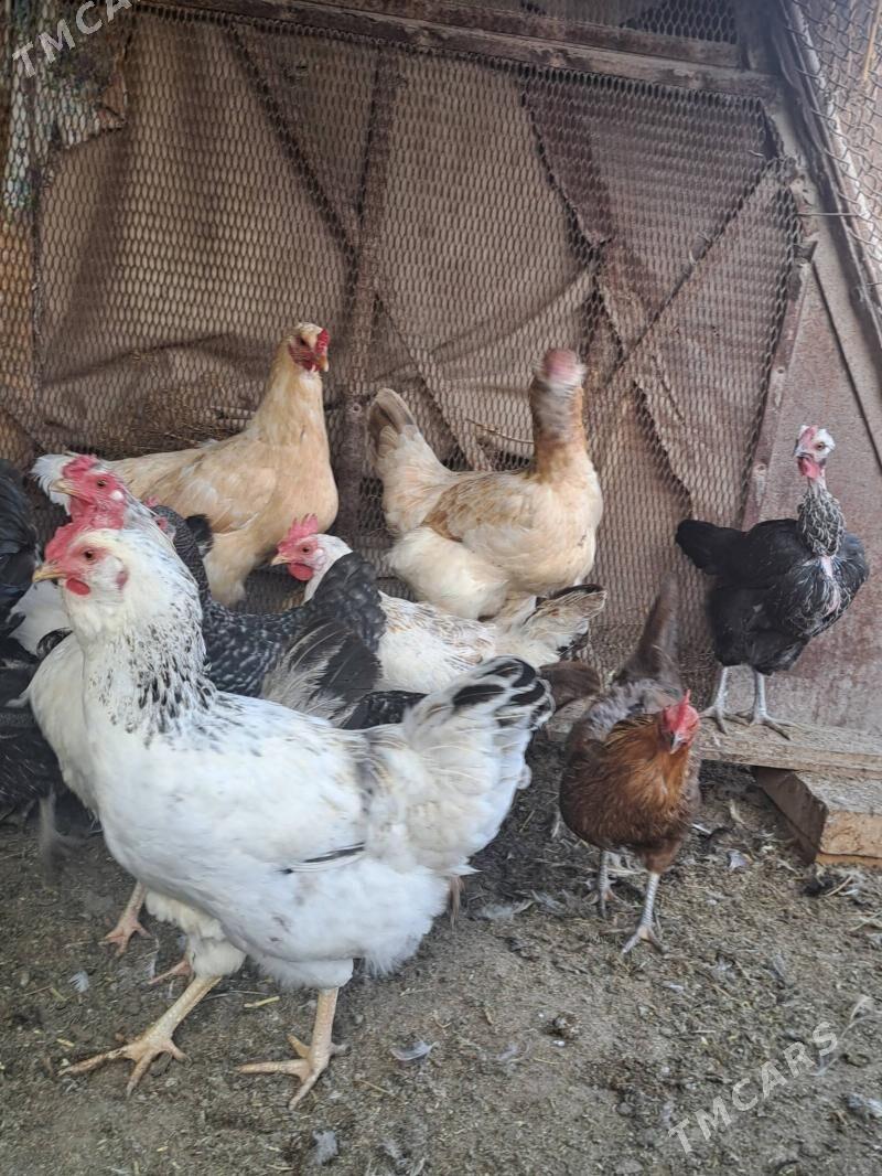 Guzlap duran towuklar - Чарджоу - img 2