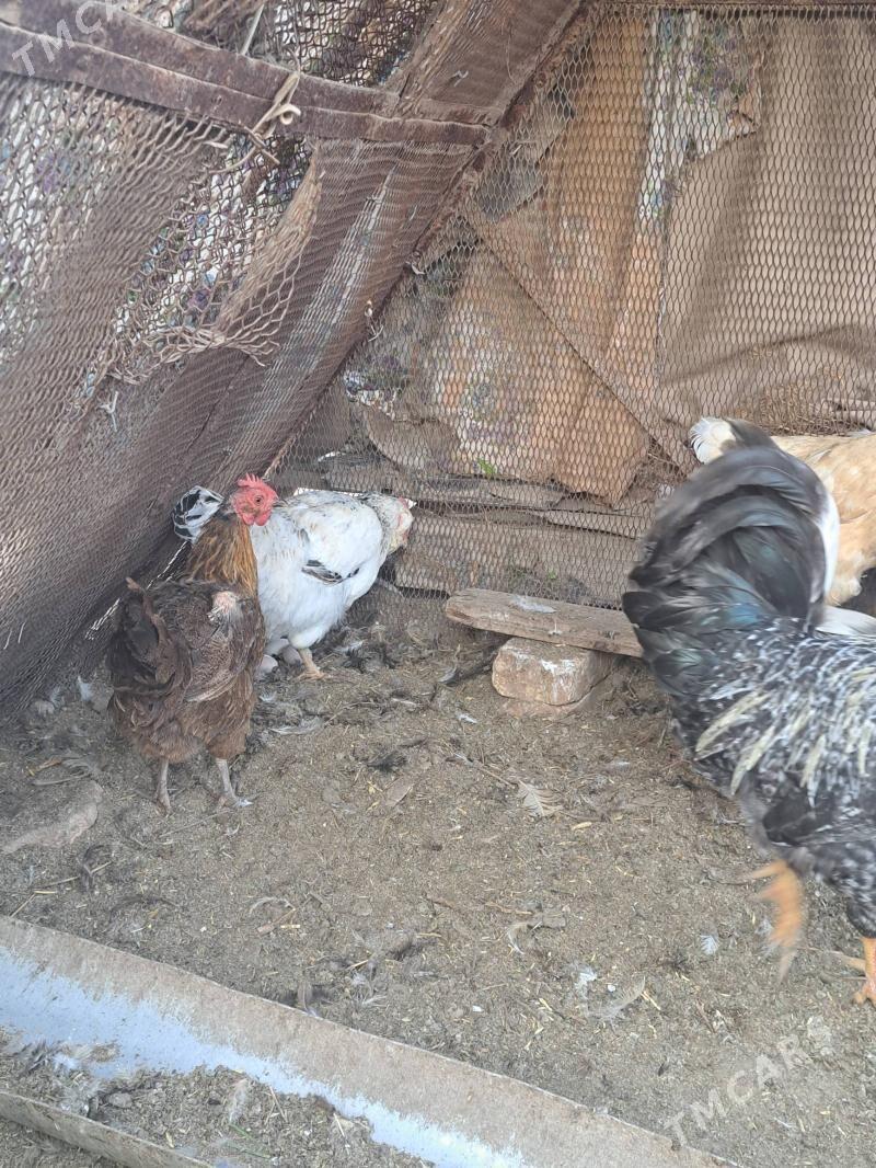 Guzlap duran towuklar - Чарджоу - img 3