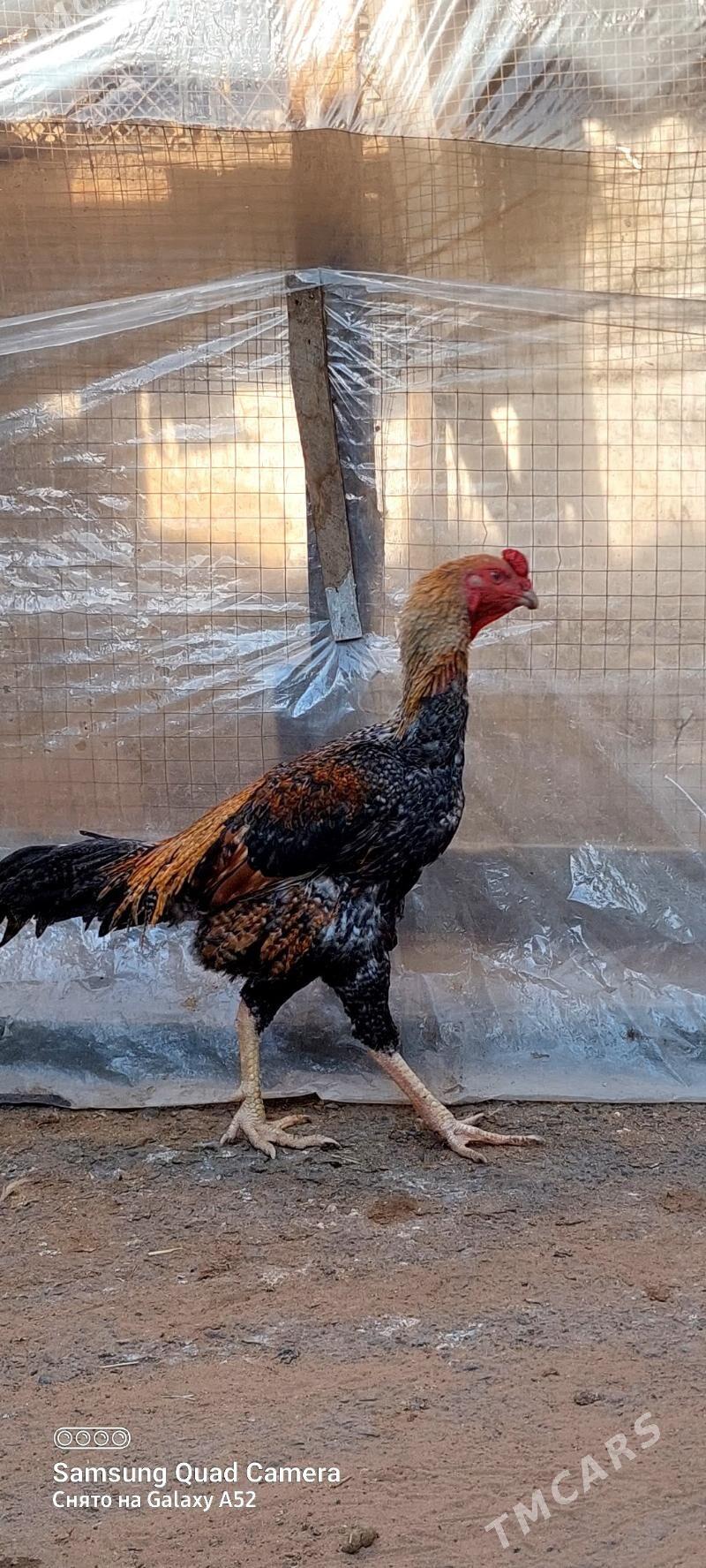 horaz - Aşgabat - img 3