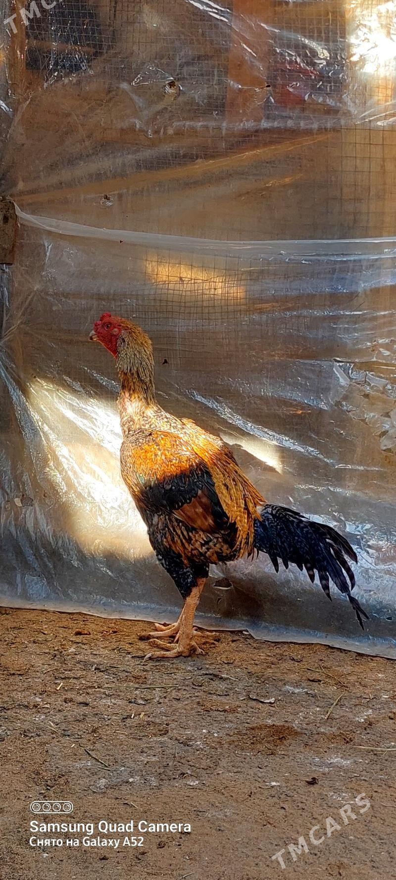 horaz - Aşgabat - img 2