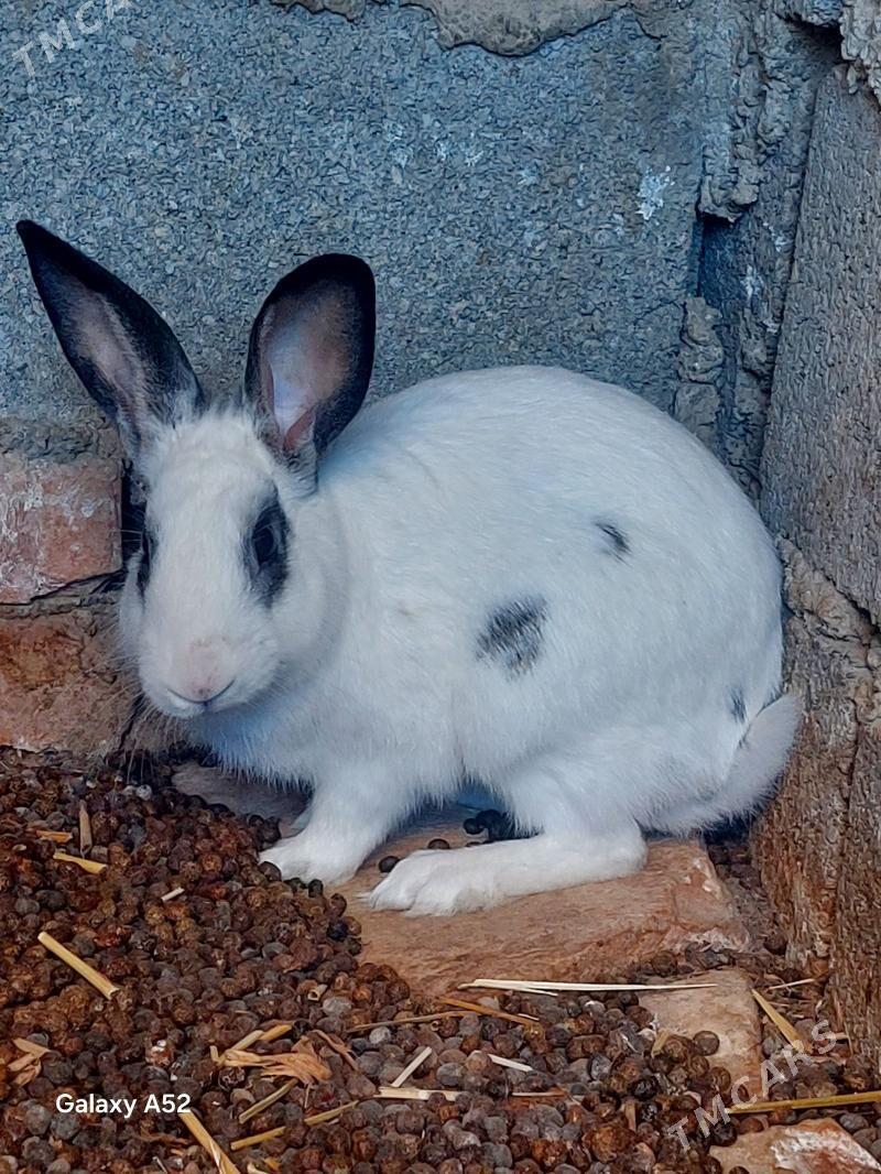 welikan erkek - Bäherden - img 2