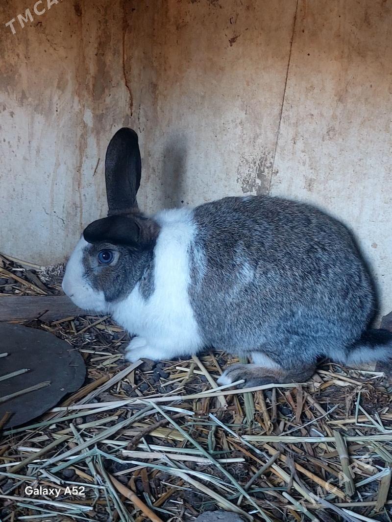 welikan erkek - Bäherden - img 3