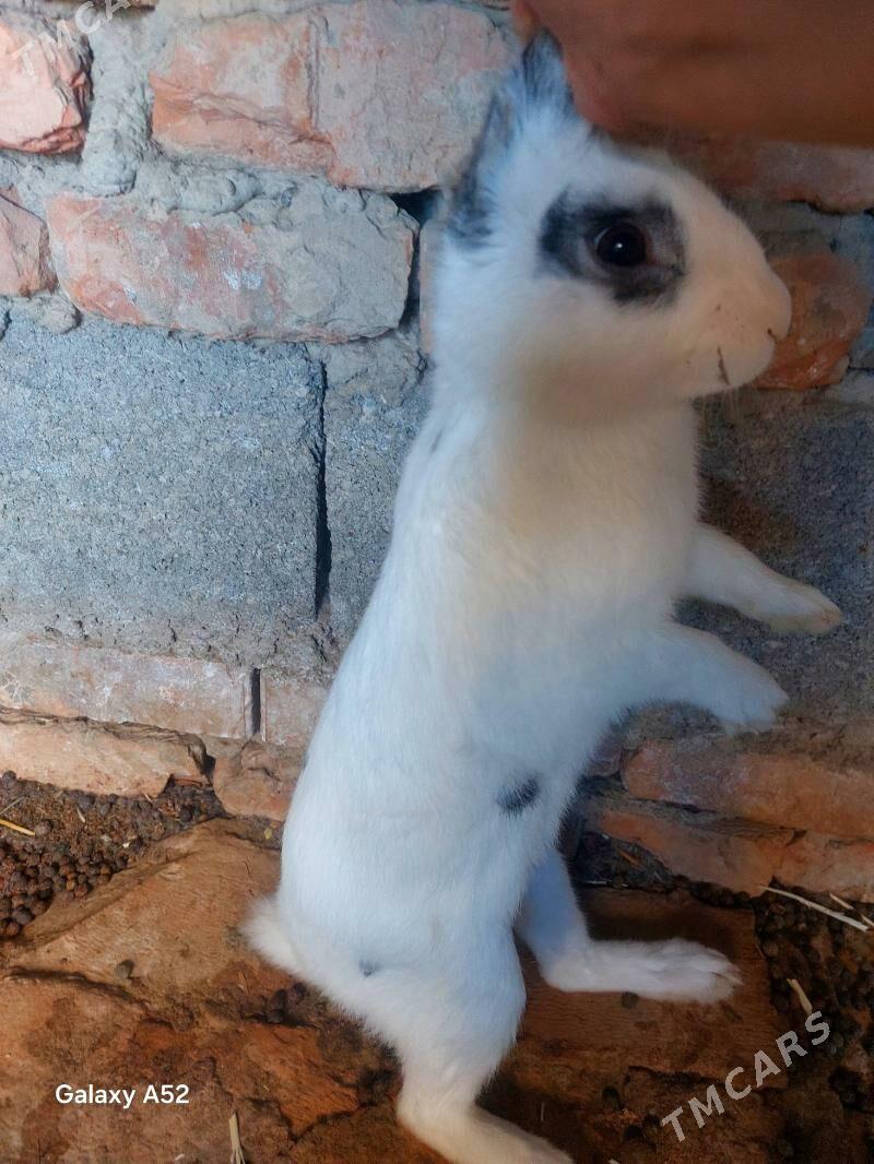 welikan erkek - Bäherden - img 4