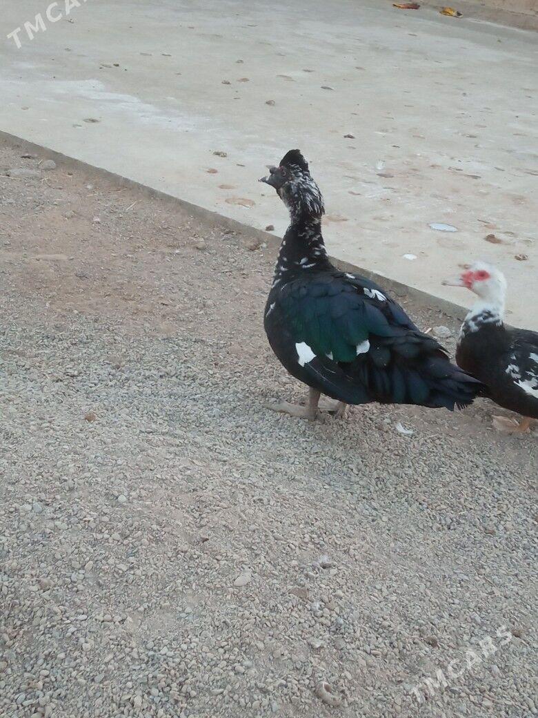 ordek - Murgap - img 3