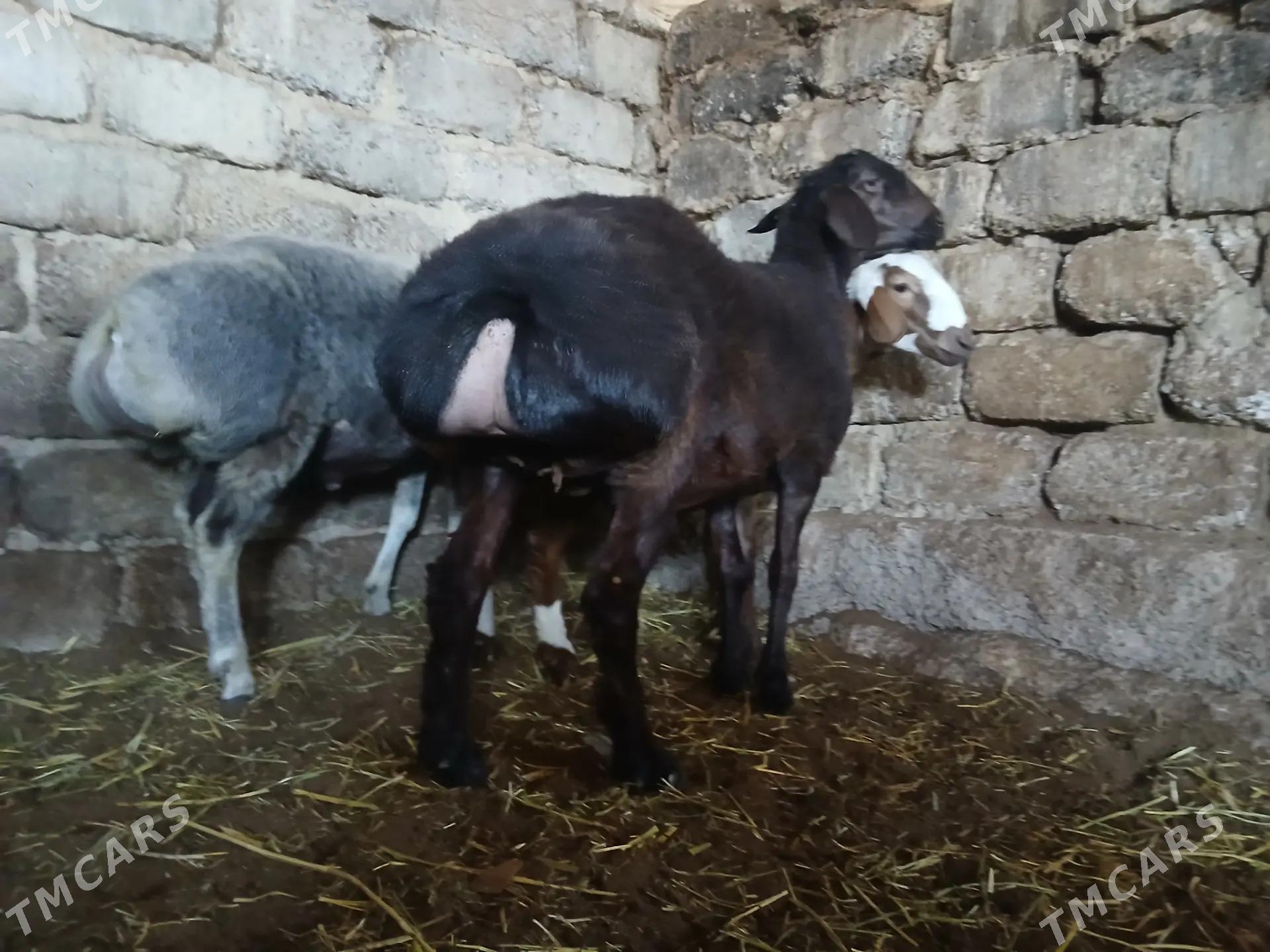 kisar bakylan bicilgi goc - Aşgabat - img 4