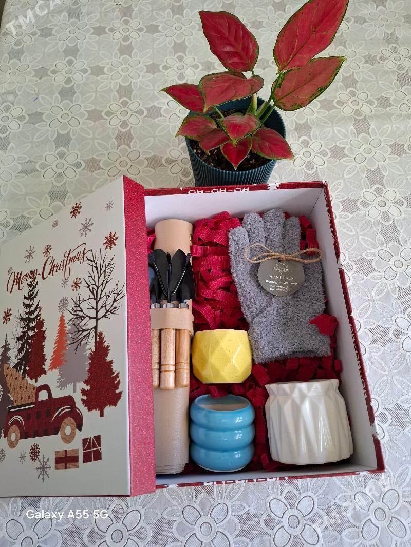 gul комнатные растения - Parahat 2 - img 1