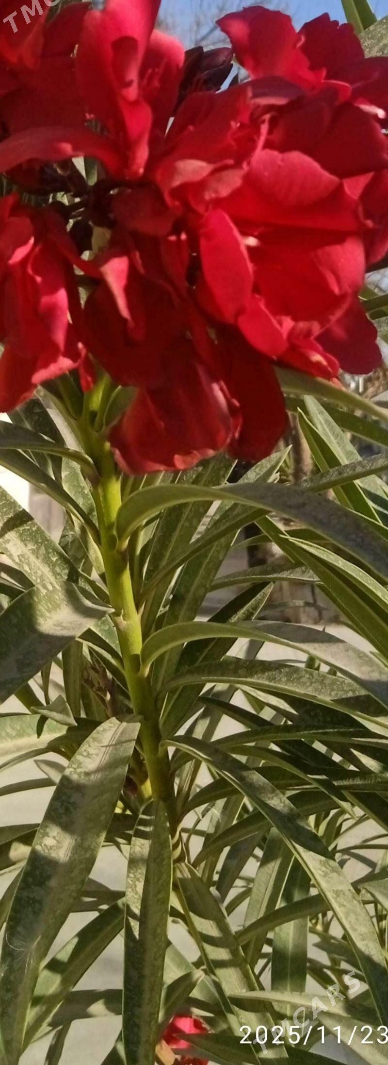 Дары природы - Ашхабад - img 2