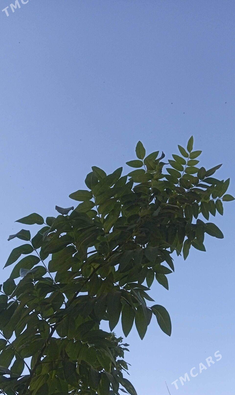 Дары природы - Ашхабад - img 1