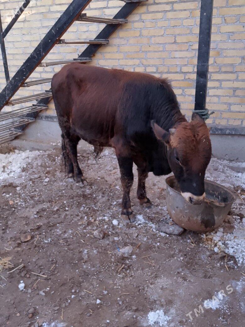 okuz - Türkmenabat - img 3