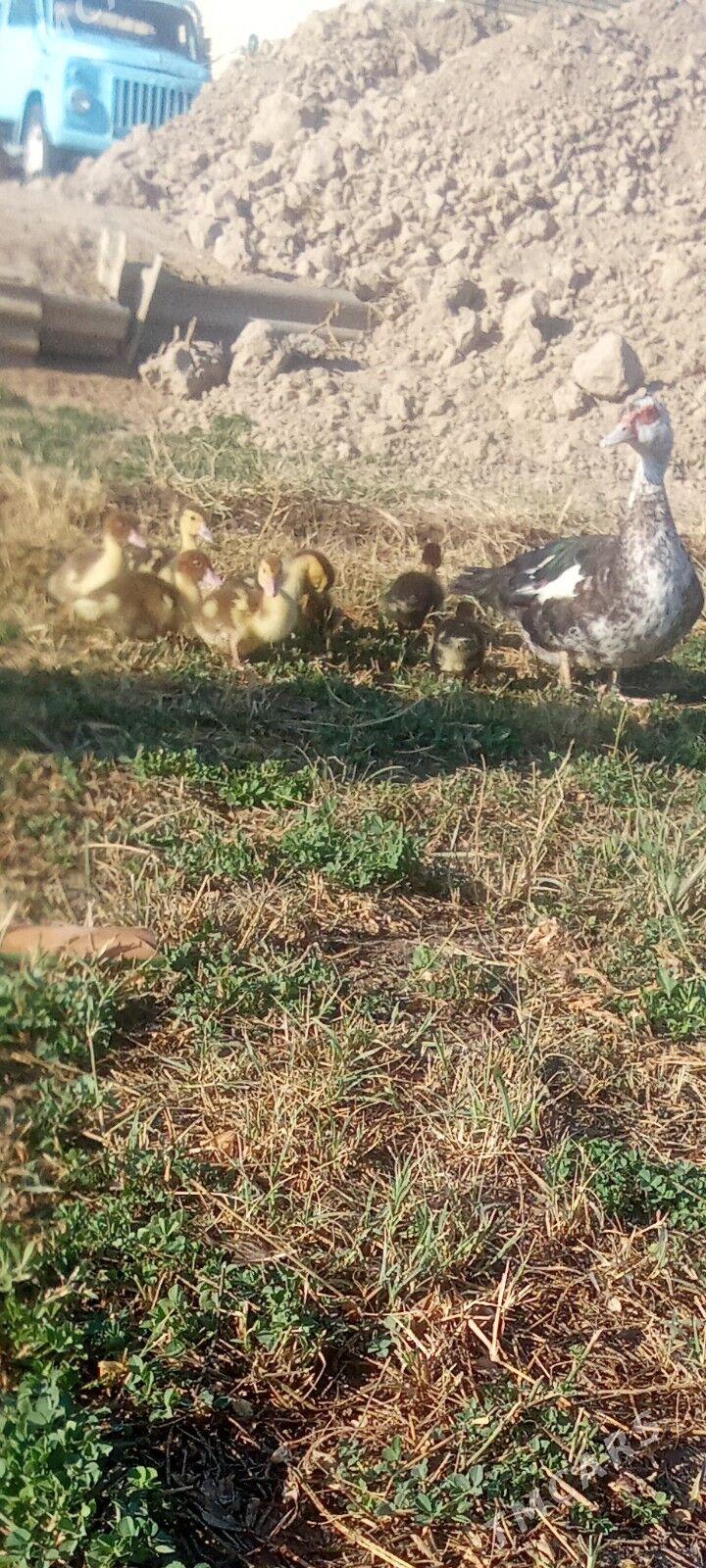 Ordek - Сакарчага - img 2