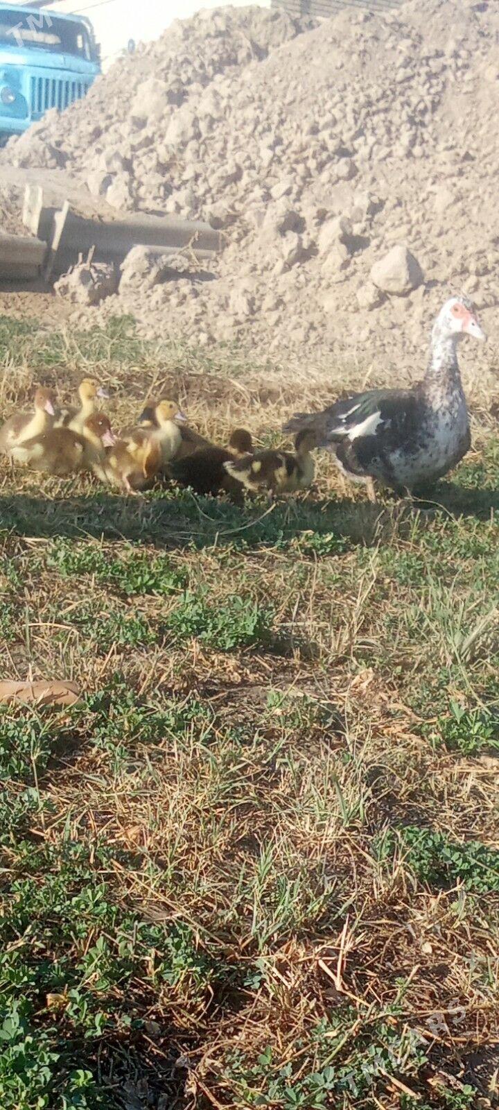 Ordek - Сакарчага - img 1