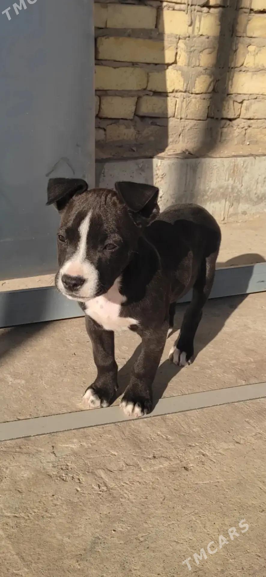 Pitbull - Сейди - img 3