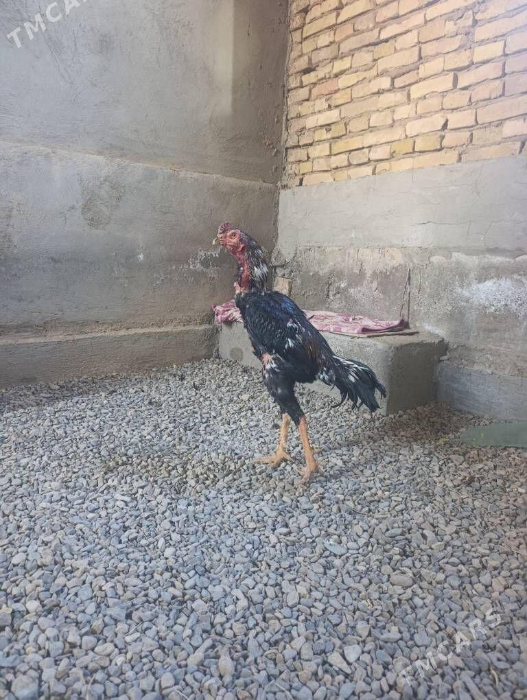 bayes horaz baysy - Baýramaly - img 2