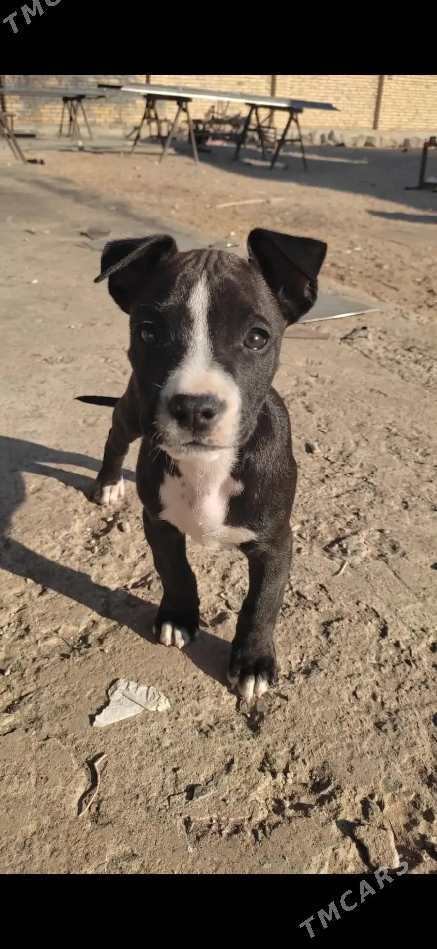 Pitbull - Сейди - img 4