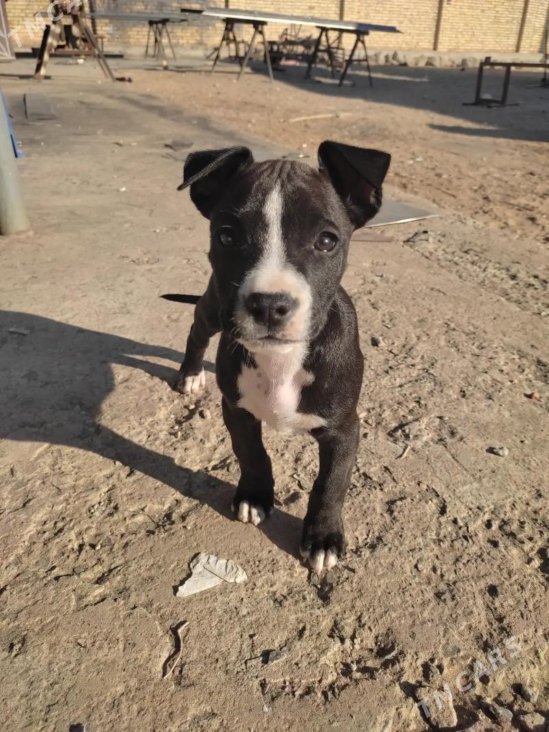 Pitbull - Сейди - img 8