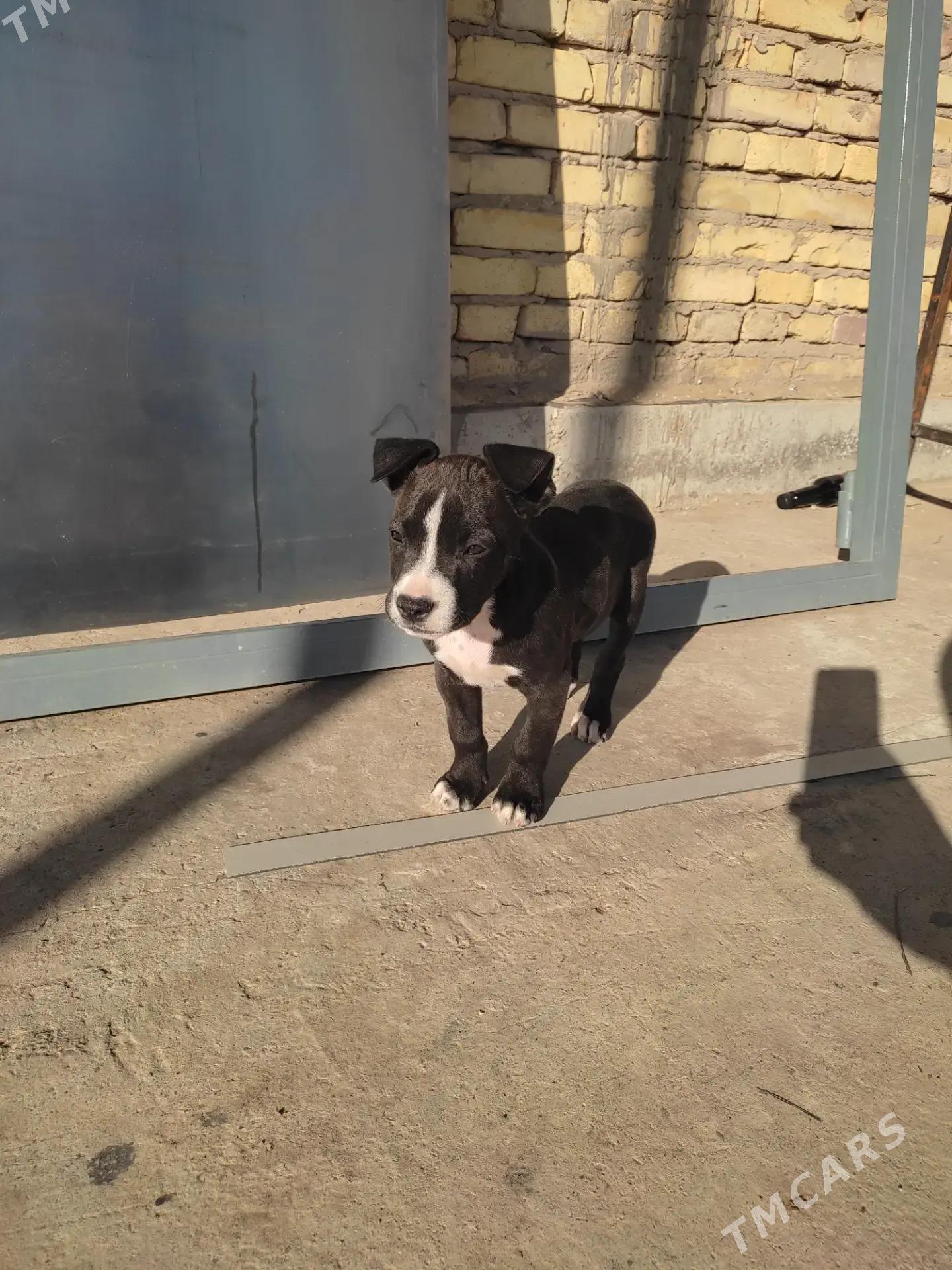 Pitbull - Сейди - img 10