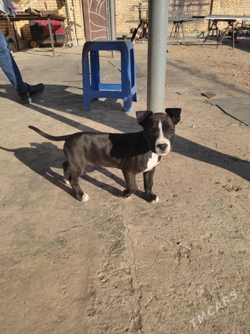 Pitbull - Сейди - img 9