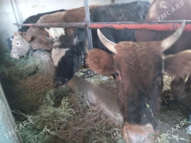 arzan 7.okiz - Бузмеин - img 2