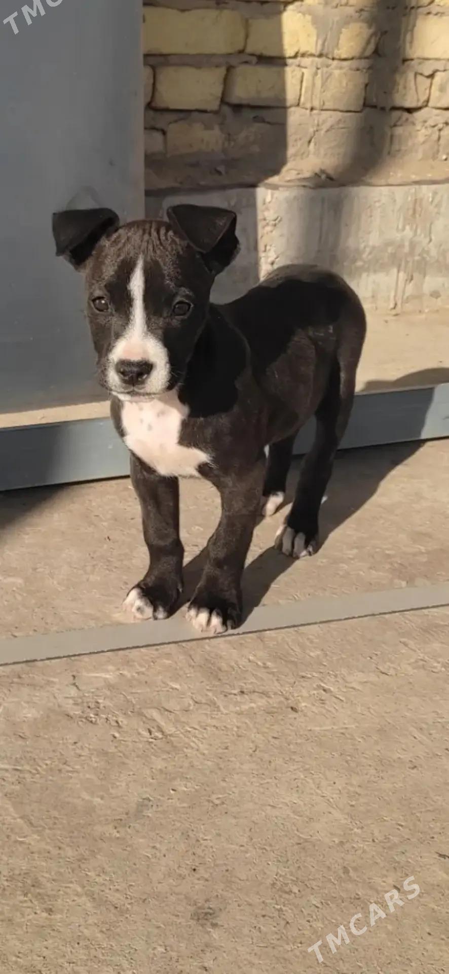 Pitbull - Сейди - img 2