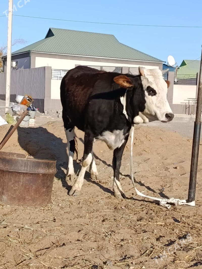 tuve semiz - Ашхабад - img 2