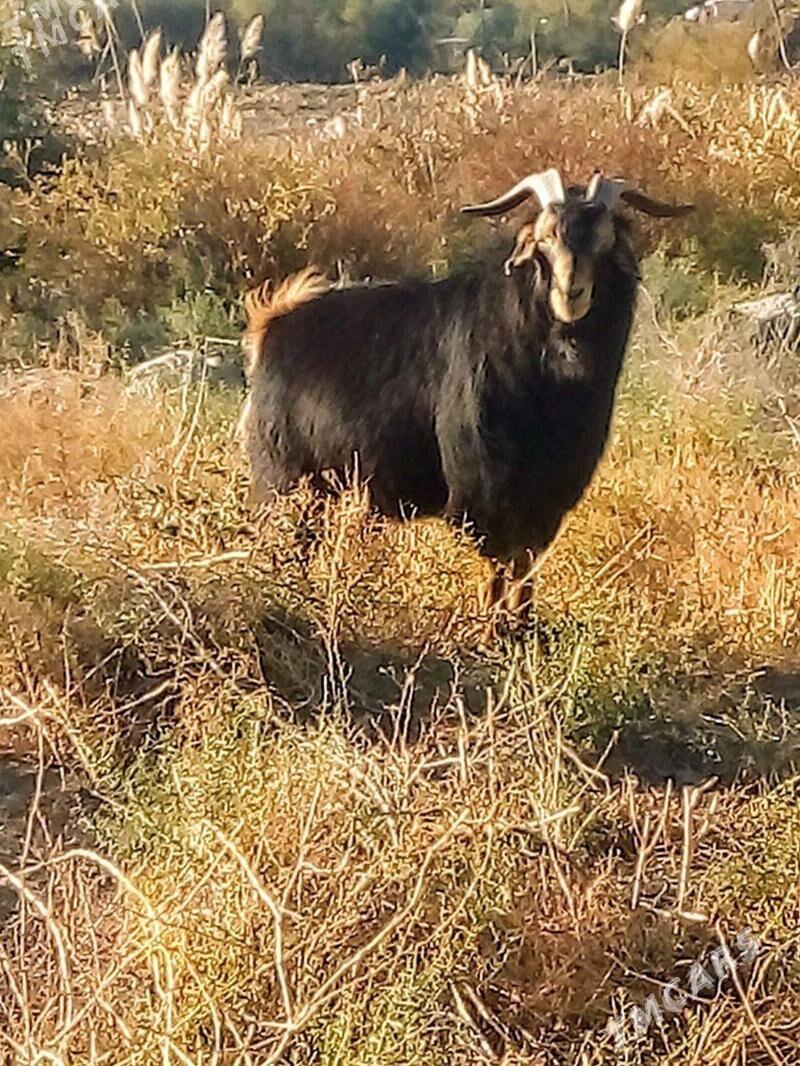 teke. - Bäherden - img 1