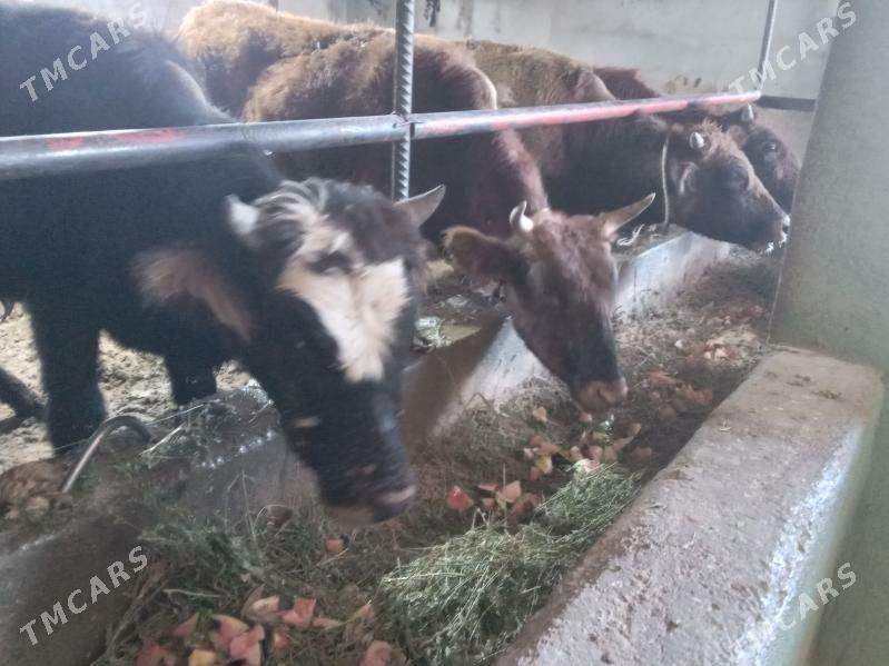 arzan 7.okiz - Бузмеин - img 6