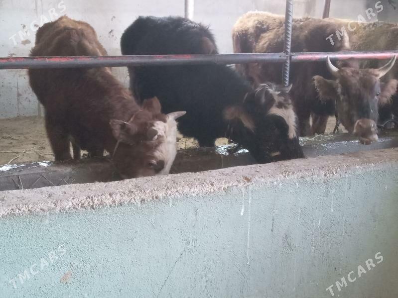 arzan 7.okiz - Бузмеин - img 5