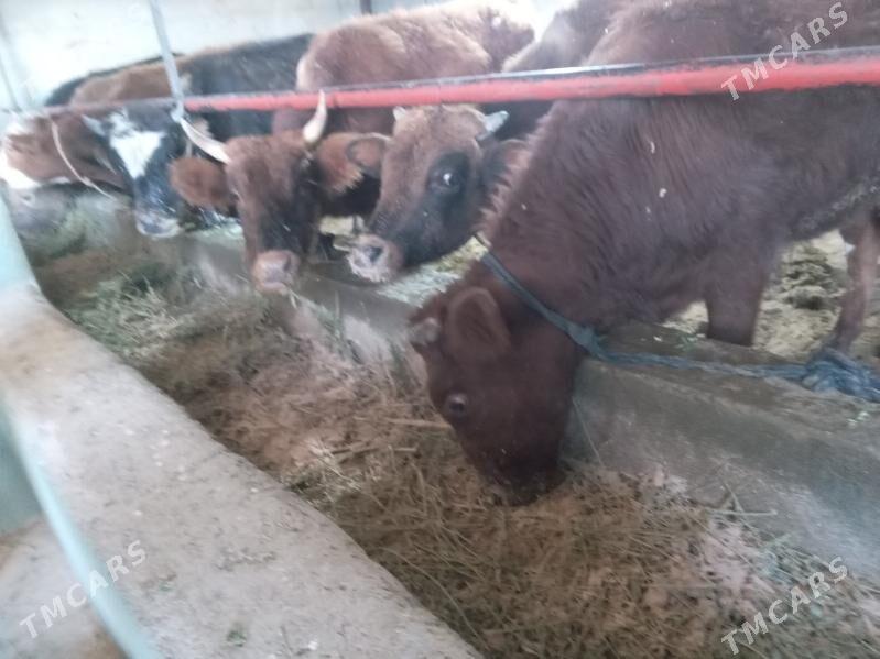 arzan 7.okiz - Бузмеин - img 4